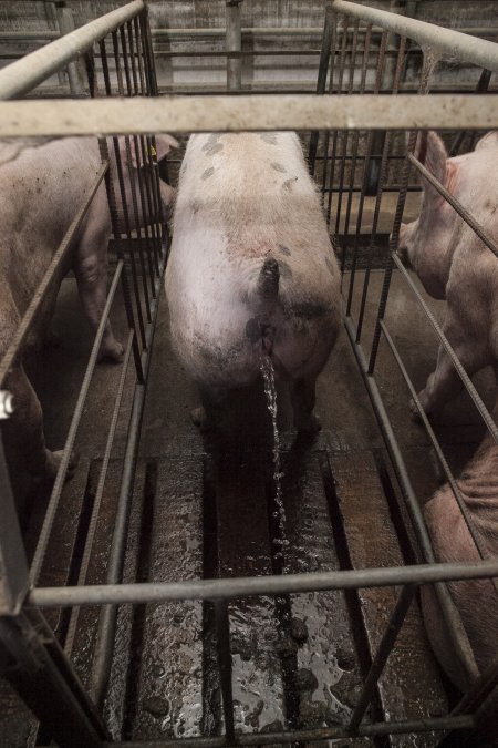 Sow urinating in sow stall