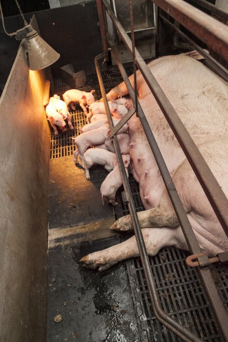 Farrowing crates at Lansdowne Piggery NSW