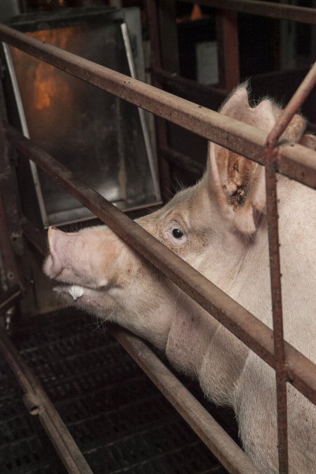 Farrowing crates at Lansdowne Piggery NSW