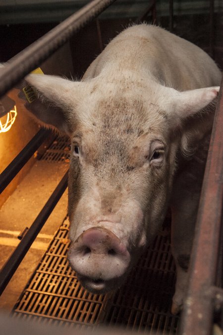 Farrowing crates at Lansdowne Piggery NSW