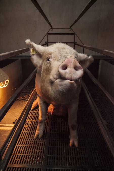 Farrowing crates at Lansdowne Piggery NSW