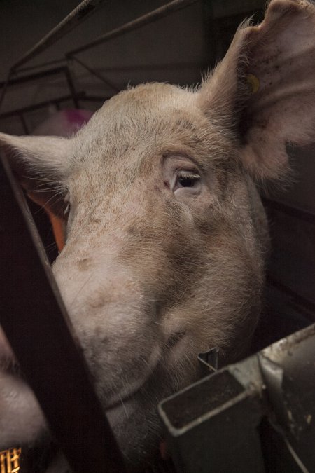 Farrowing crates at Lansdowne Piggery NSW