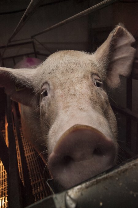 Farrowing crates at Lansdowne Piggery NSW