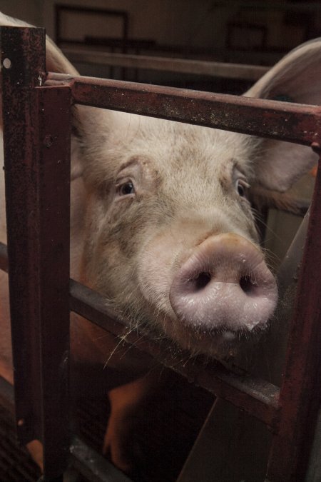 Farrowing crates at Lansdowne Piggery NSW