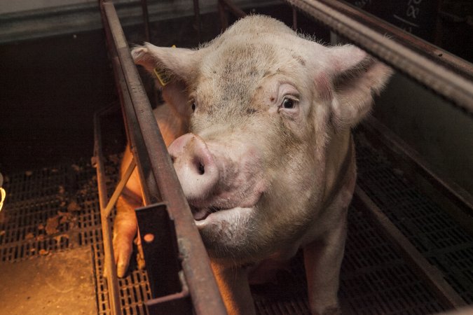 Farrowing crates at Lansdowne Piggery NSW