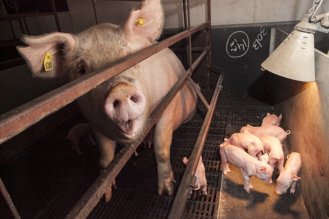 Farrowing crates at Lansdowne Piggery NSW