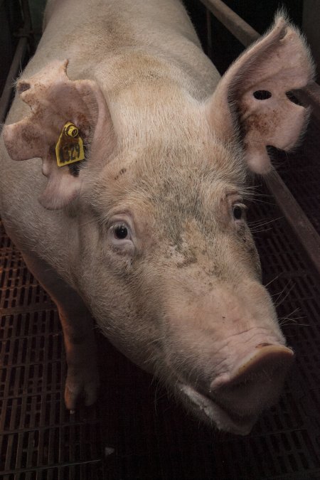 Farrowing crates at Lansdowne Piggery NSW