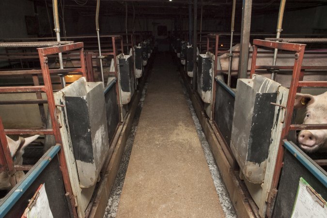 Looking down aisle of farrowing shed