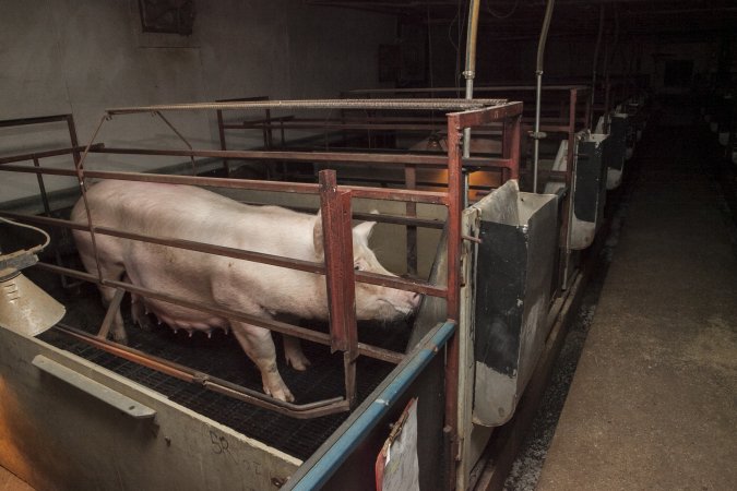 Farrowing crates at Lansdowne Piggery NSW