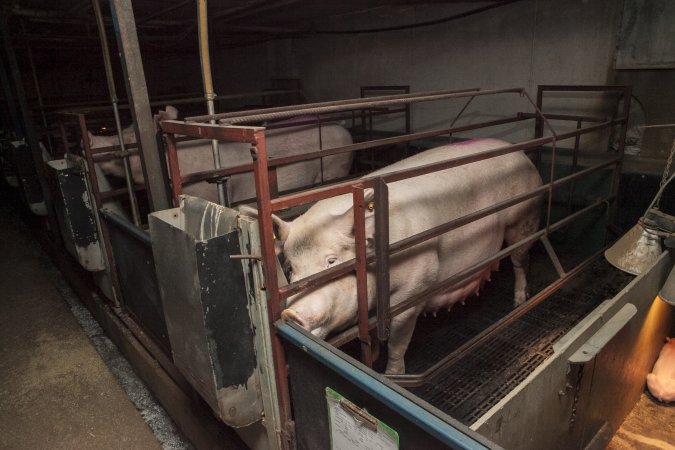 Farrowing crates at Lansdowne Piggery NSW