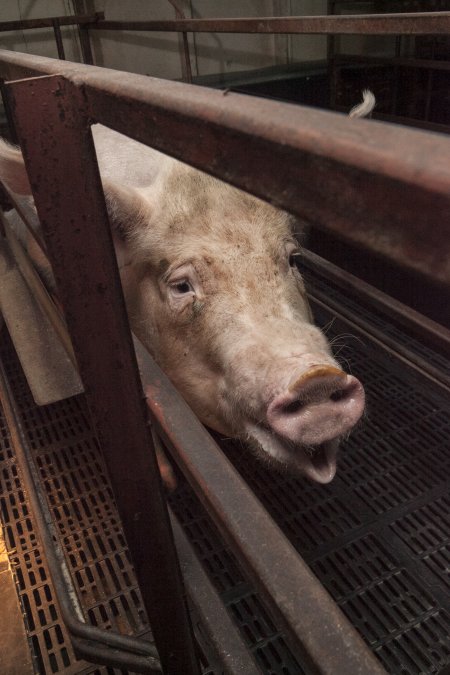 Farrowing crates at Lansdowne Piggery NSW