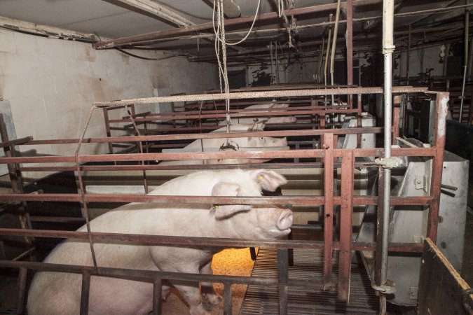 Farrowing crates at Lansdowne Piggery NSW