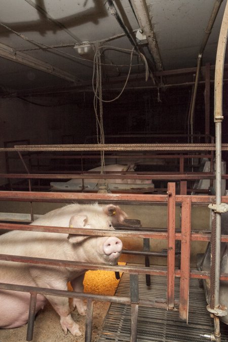 Farrowing crates at Lansdowne Piggery NSW