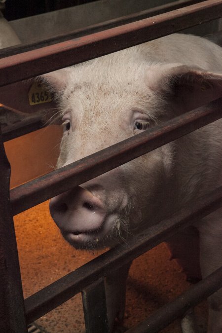 Farrowing crates at Lansdowne Piggery NSW