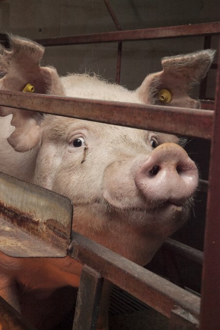 Farrowing crates at Lansdowne Piggery NSW