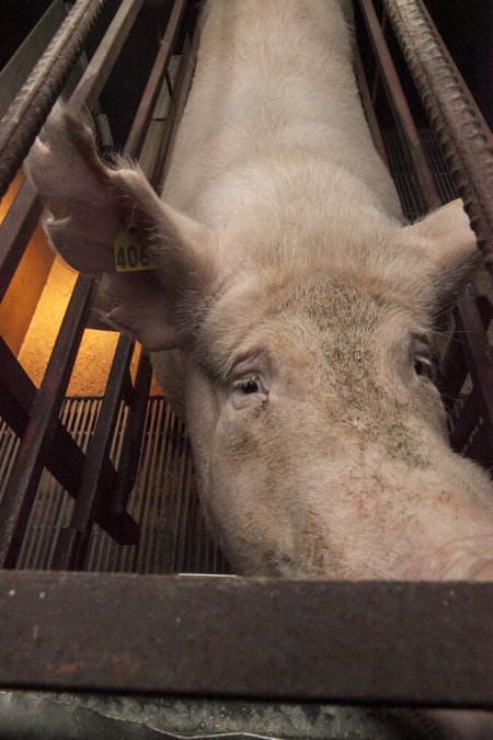 Farrowing crates at Lansdowne Piggery NSW