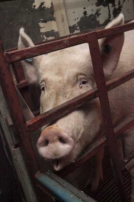 Farrowing crates at Lansdowne Piggery NSW