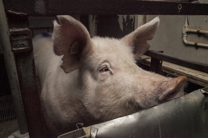 Farrowing crates at Lansdowne Piggery NSW