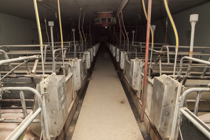 Looking down aisle of farrowing shed