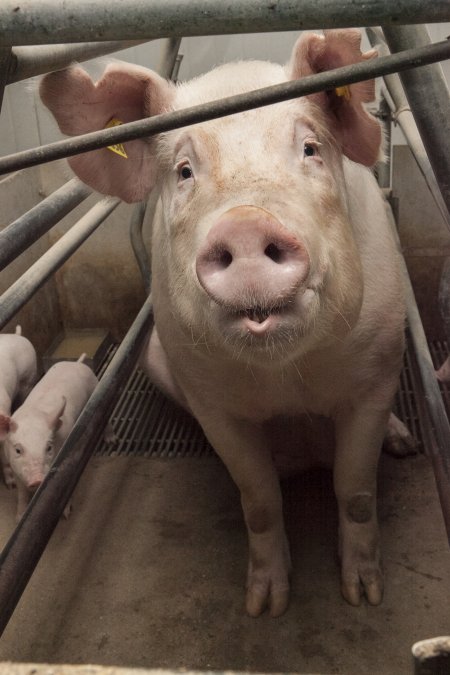 Farrowing crates at Lansdowne Piggery NSW