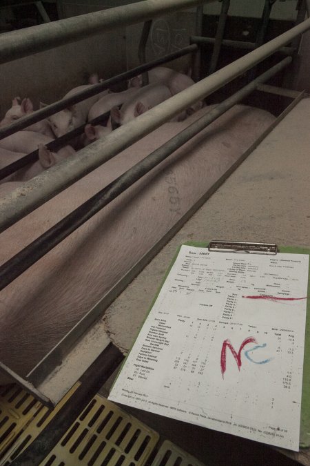 Farrowing crates at Lansdowne Piggery NSW