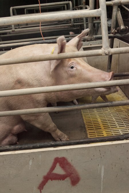 Farrowing crates at Lansdowne Piggery NSW