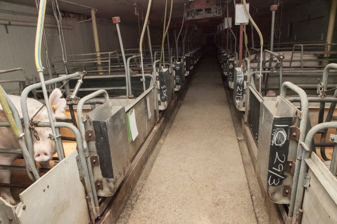 Looking down aisle of farrowing shed