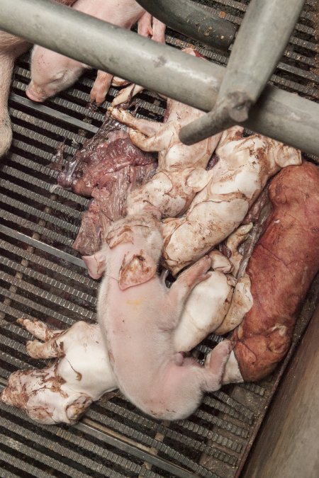 Stillborn piglets in farrowing crate