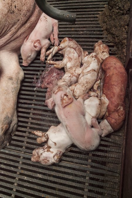 Stillborn piglets in farrowing crate