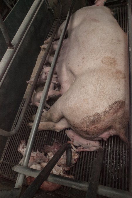 Farrowing crates at Lansdowne Piggery NSW