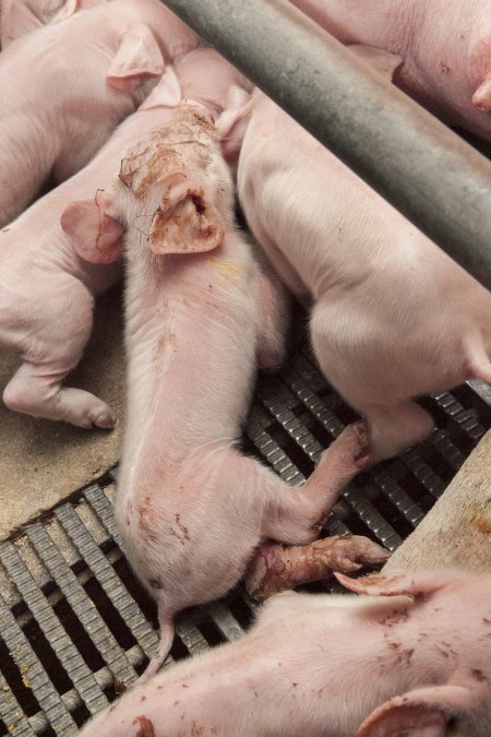 Farrowing crates at Lansdowne Piggery NSW