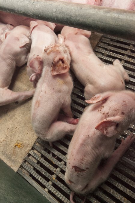 Farrowing crates at Lansdowne Piggery NSW