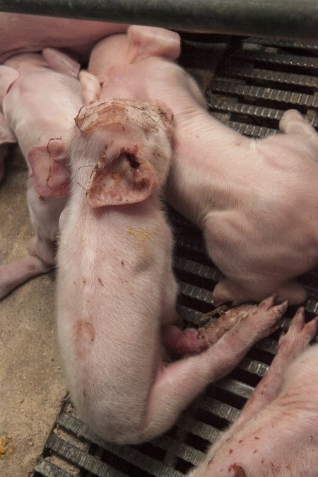 Farrowing crates at Lansdowne Piggery NSW