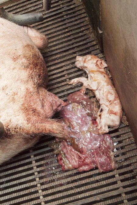 Stillborn piglet in farrowing crate