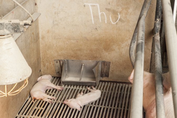 Dead piglets in farrowing crate