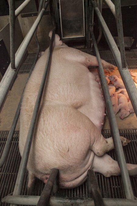 Farrowing crates at Lansdowne Piggery NSW