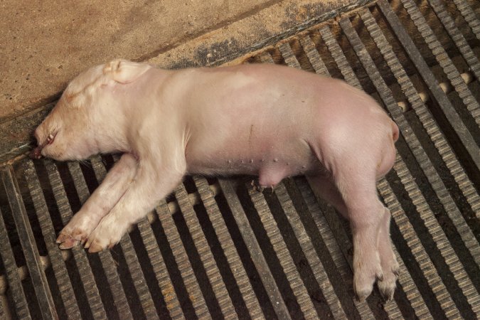 Farrowing crates at Lansdowne Piggery NSW