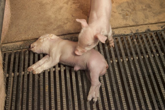 Farrowing crates at Lansdowne Piggery NSW