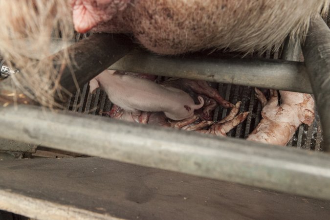 Stillborn piglets