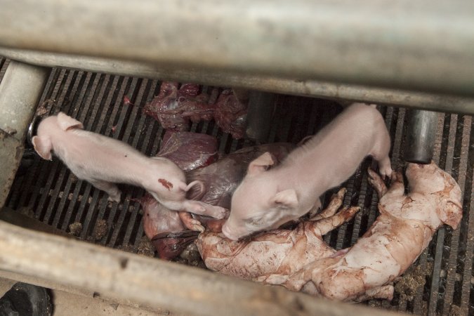 Stillborn piglets