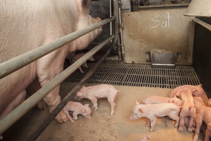 Farrowing crates at Lansdowne Piggery NSW