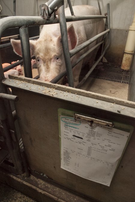 Farrowing crates at Lansdowne Piggery NSW