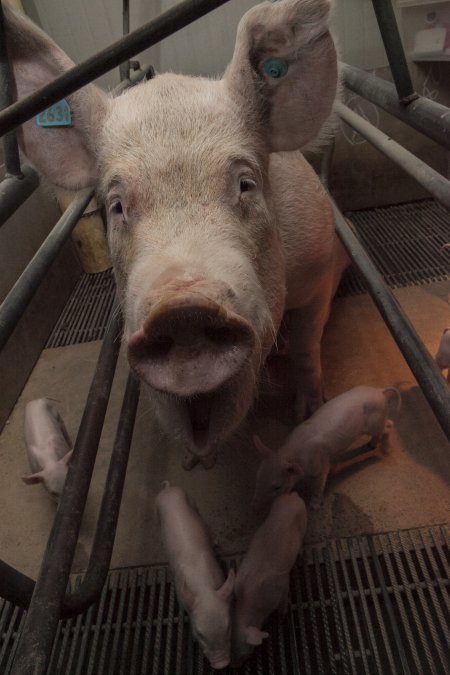 Farrowing crates at Lansdowne Piggery NSW