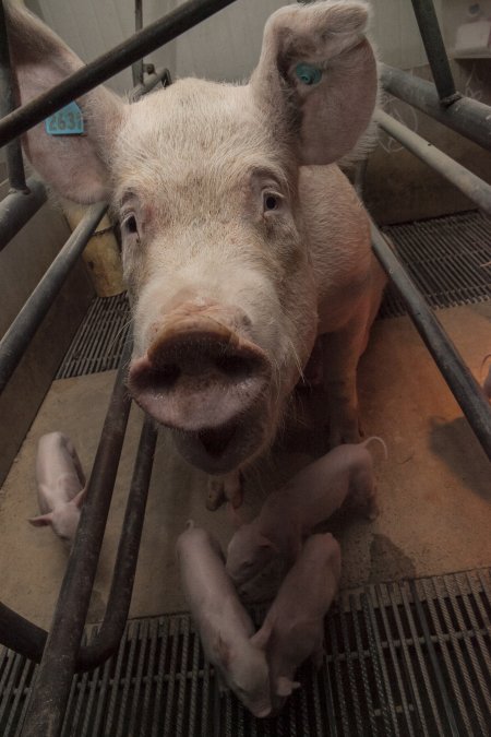 Farrowing crates at Lansdowne Piggery NSW