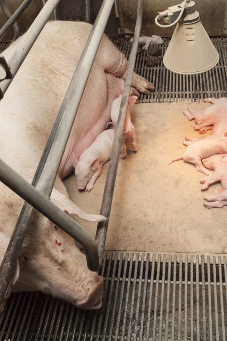 Farrowing crates at Lansdowne Piggery NSW