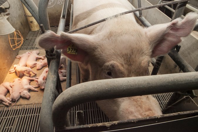 Farrowing crates at Lansdowne Piggery NSW