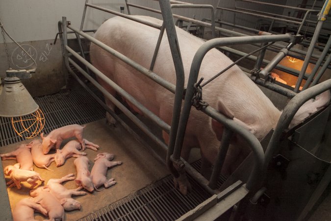 Farrowing crates at Lansdowne Piggery NSW