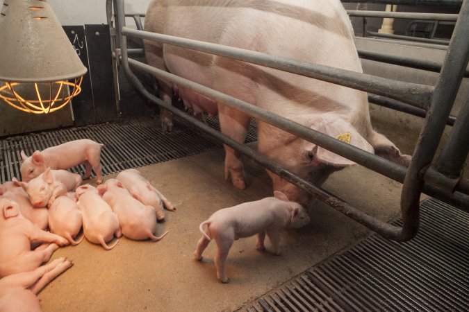 Farrowing crates at Lansdowne Piggery NSW