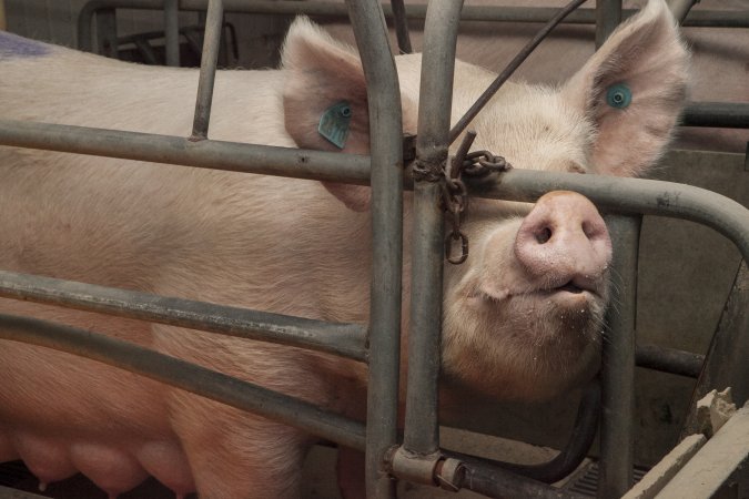 Farrowing crates at Lansdowne Piggery NSW