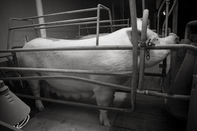 Farrowing crates at Lansdowne Piggery NSW